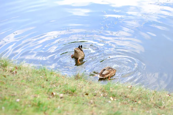 Ördekler Parkta Bir Gölette Yüzerler — Stok fotoğraf