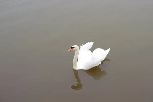 Cisne Blanco Aguas Tranquilas —  Fotos de Stock