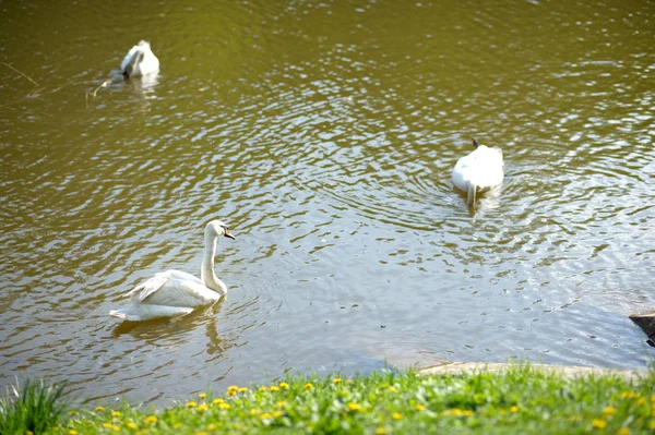 Witte Zwanen Zwemmen Een Vijver Het Park — Stockfoto