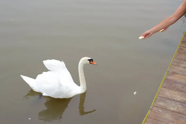 一只雌性的手喂池塘里的白天鹅 — 图库照片