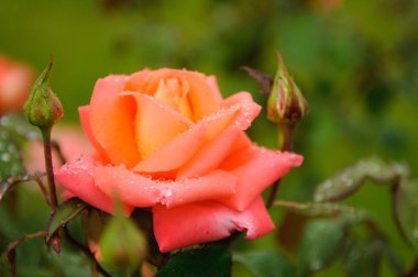 Bahçede güzel bir portakal gülü.