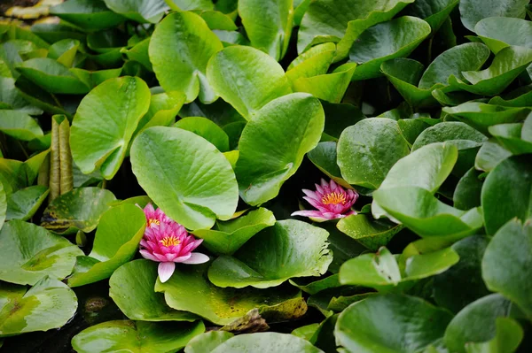 池の上の葉でピンクのユリ — ストック写真