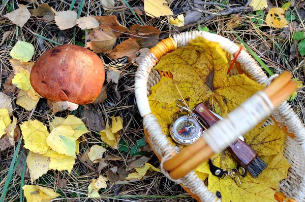 Moscow Region Russia Mushroom Small Wicker Basket Yellow Leaves Folding — Stock Photo, Image