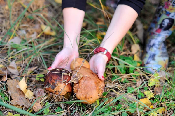 Región Moscú Rusia Setas Bosque Otoño Manos Femeninas Cerca Los — Foto de Stock