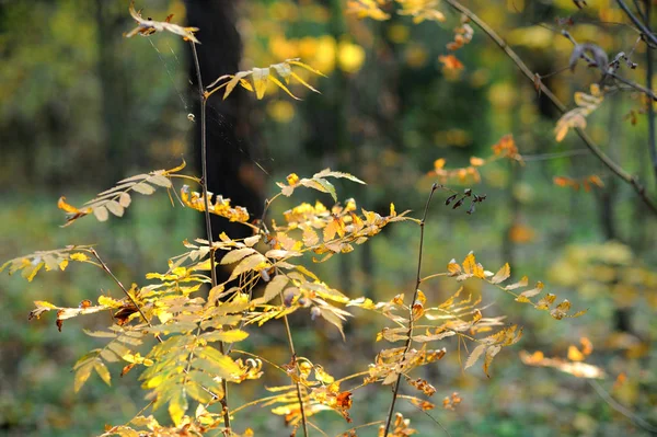 Moskau Russland Schön Beleuchtete Vergilbte Vogelbeere Herbstlichen Wald Gelbe Herbstblätter — Stockfoto