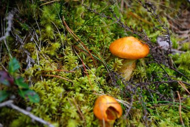 Ormanda sarı mantar.