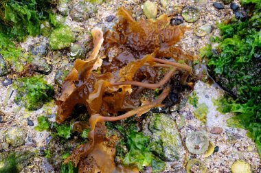 Deniz kabukları, yosun ve deniz fauna ile dibinin kuru. Coral Beach, Isle Of Skye, İskoçya, Birleşik Krallık.