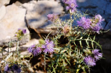 Mor çiçekler ile vahşi prickle.