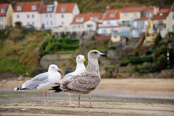Seagulls at the pier. Small houses in the background.