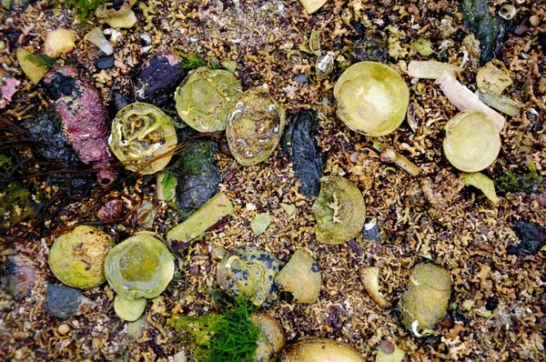 Lecho Marino Seco Con Conchas Algas Fauna Marina Coral Beach — Foto de Stock