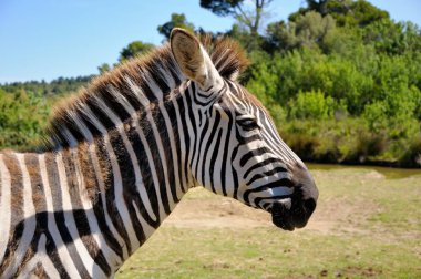 Zebra. Sigean safari park, France. clipart