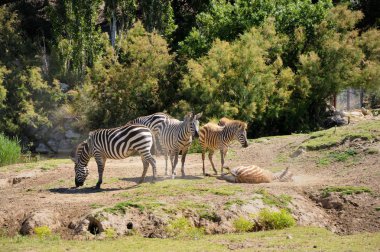 Zebralar. Safari park, Fransa.