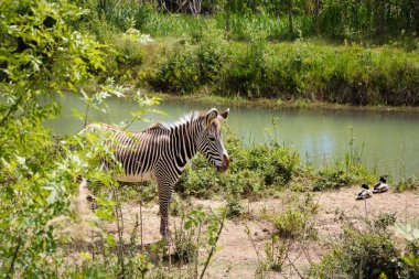 Little Zebra in the bushes. Sigean safari park, France. clipart