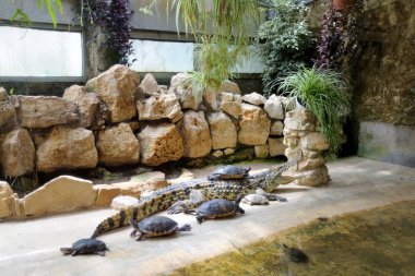 Kaplumbağalar ve timsah. Kaplumbağa bir timsah arkasında oturuyor. Sigean safari park, Fransa.