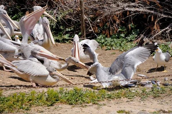 Alimentando Pelicanos Gaivotas Sigean Safari Park França — Fotografia de Stock