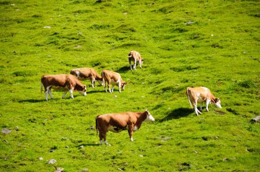 Hochalpenstrasse, Avusturya. Bir tepe üzerinde yeşil bir çayır üzerinde inek otlatmak. Güneşli yaz gün.
