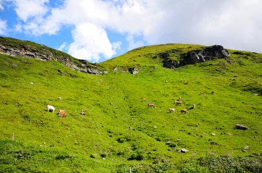 Hochalpenstrasse, Avusturya. Bir tepe üzerinde yeşil bir çayır üzerinde inek otlatmak. Yanındaki küçük bir şelale. Güneşli yaz gün.