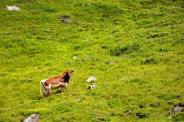 Hochalpenstrasse, Avusturya. Bir tepe üzerinde yeşil bir çayır üzerinde inek otlatmak. Güneşli yaz gün.