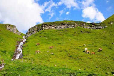 Hochalpenstrasse, Avusturya. Bir tepe üzerinde yeşil bir çayır üzerinde inek otlatmak. Yanındaki küçük bir şelale. Güneşli yaz gün.