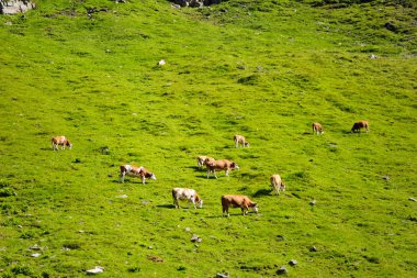 Hochalpenstrasse, Avusturya. Bir tepe üzerinde yeşil bir çayır üzerinde inek otlatmak. Güneşli yaz gün.