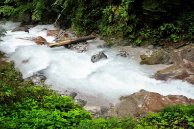 Hızlı su akışı dağ nehir orman. İrili ufaklı taşlar boyunca. Büyük bir parça tahta üzerinde bir kaya türü. Yaz günü.