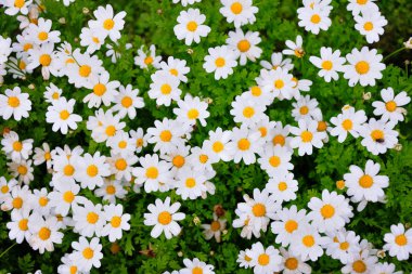 Çayırda beyaz chamomiles. Üstten Görünüm.