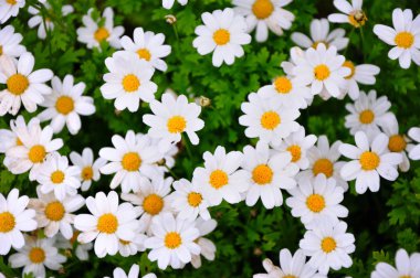 Çayırda beyaz chamomiles. Üstten Görünüm.