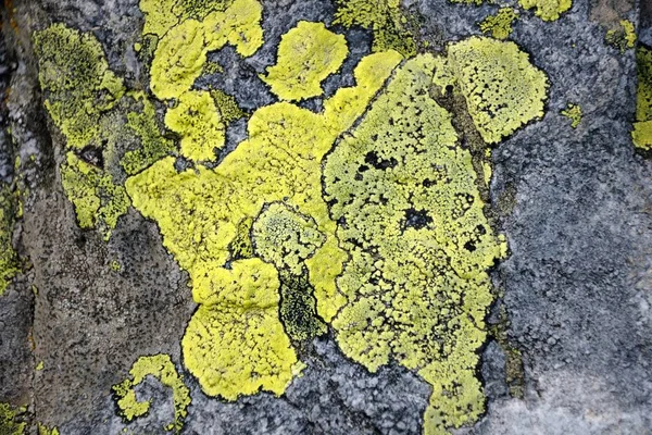 Πράσινα Βρύα Μια Γκρίζα Πέτρα Close Αφηρημένη Φαντασία — Φωτογραφία Αρχείου