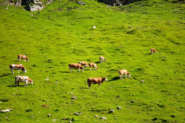Hochalpenstrasse Autriche Les Vaches Paissent Sur Une Prairie Verte Sur — Photo
