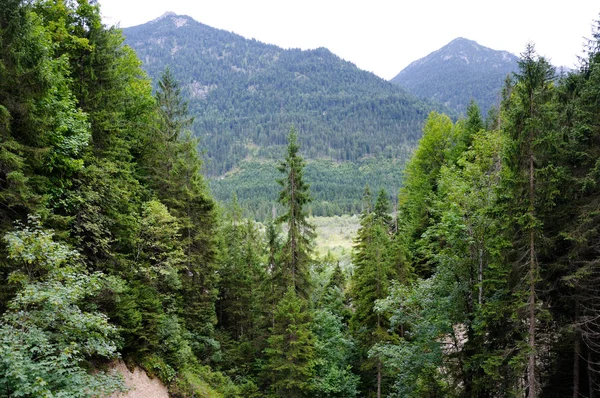Mountain forest. Coniferous and deciduous trees on the mountain. Mountain overgrown with forest in the background.