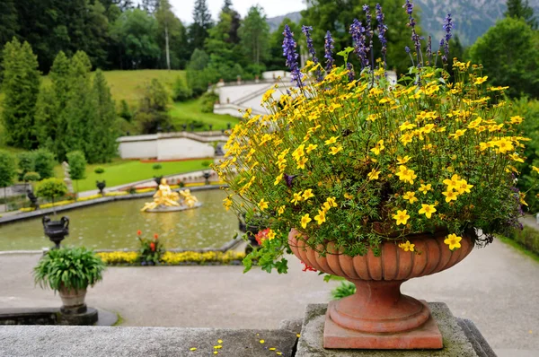 Yellow flowers in a large clay vase in the park. Bright juicy yellow colors, summer day.