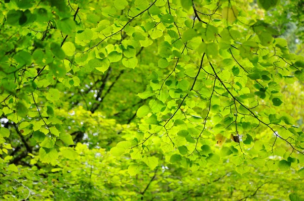 Зеленая Листва Дерева Вид Снизу Корона Дерева Свету — стоковое фото