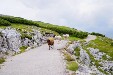 Yeşil bir dağ yamaçta patika üzerinde Sheeps.