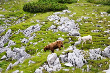 Yeşil dağ Ovası üzerinde otlama Sheeps.