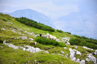 Yeşil dağ Ovası üzerinde otlama Sheeps.