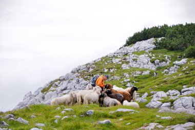 Yeşil bir dağ yamaçta bir çoban ile Sheeps.
