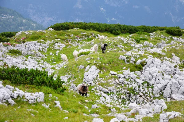 Ovejas Pastando Llanura Verde Montaña — Foto de Stock