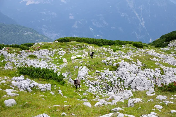 Sheeps grazing on green mountain plain.