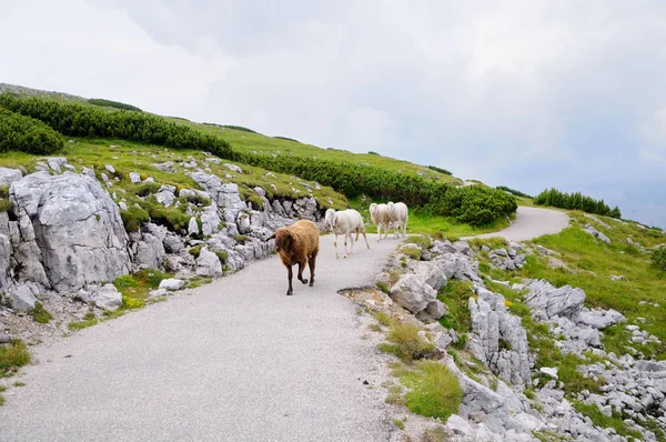 Yeşil bir dağ yamaçta patika üzerinde Sheeps.