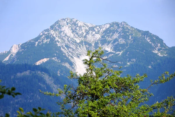 青空を背景に雪の山が立ちこむ高い山 前景の緑の木 — ストック写真