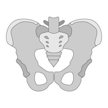 Erkek leğen kemiği. Kalça kemikleri yapısı - sakrum, ilium, koksiks, pubis, ischium. Detaylı tıbbi illüstrasyon. Beyaz arka planda yalıtılmış. 