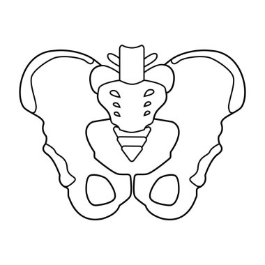 Kalça kemikleriyapısı. İnsan erkek anatomisi şeması. Ana pelvik kemikler - sakrum, ilium, koksiks, pubis, ischium. Beyaz arka planda yalıtılmış vektör anahat çizimi.