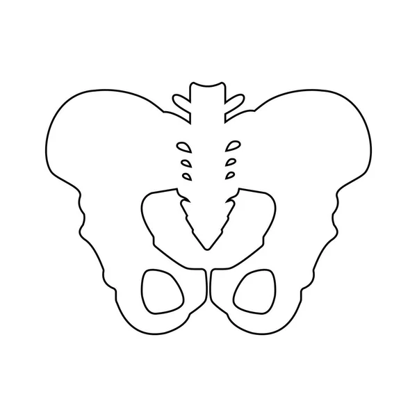 Silhueta de elemento contorno ícone da pelve. Ilustração vetorial da linha de ícone de ossos do quadril isolada no fundo limpo para o design do logotipo do aplicativo móvel da web. Isolado sobre um fundo branco . —  Vetores de Stock