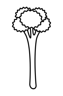 Beyaz arka planda taze çiğ brokoli veya Çin bebek brokolisi.