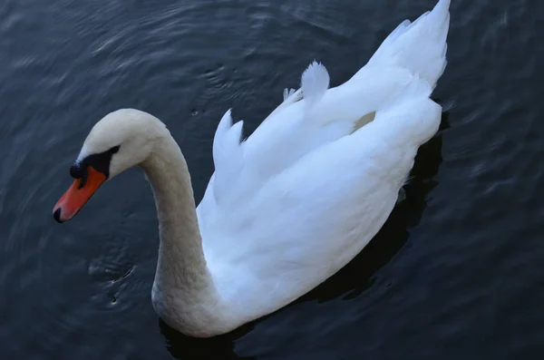 Cisne Branco Lago Uman — Fotografia de Stock