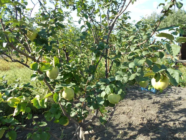 Yaz meyveleri ve meyve Zamanı.