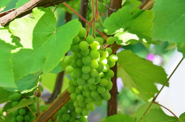 Summer Time Berries Fruits — Stock Photo, Image