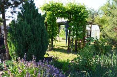 Bahar çiçekli zaman ve doğa hayat buluyor. Güneş parlıyor, bitki çiçek.