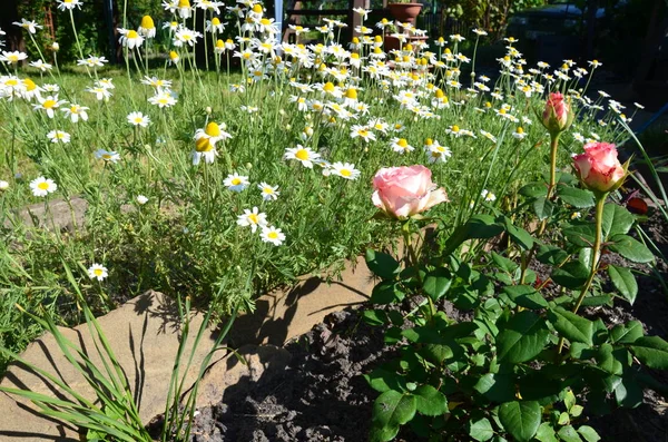 Bahar çiçekli zaman ve doğa hayat buluyor. Güneş parlıyor, bitki çiçek.