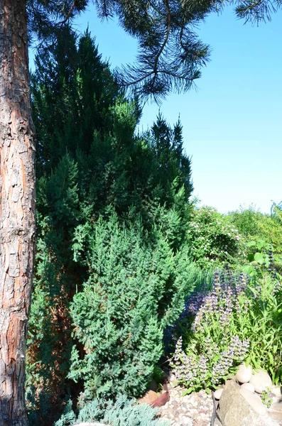 Bahar çiçekli zaman ve doğa hayat buluyor. Güneş parlıyor, bitki çiçek.